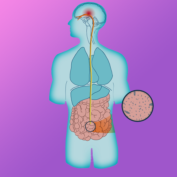 a graphic of the vagus nerve in the body