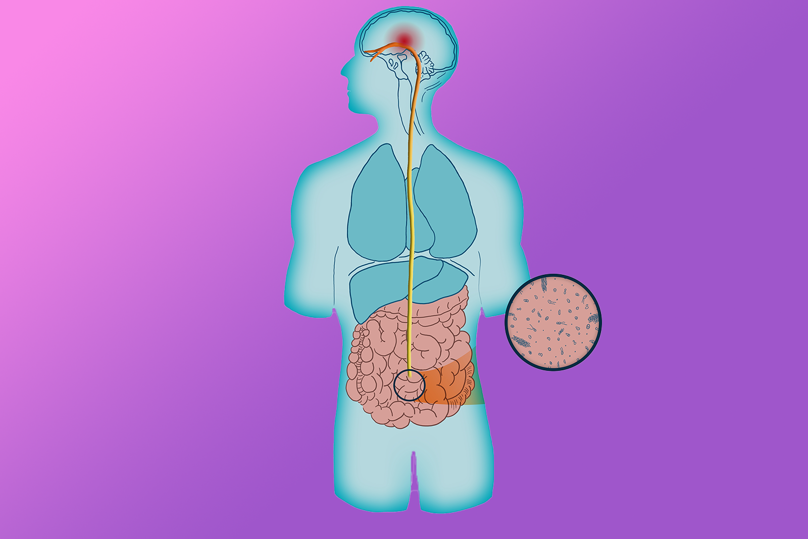 a graphic of the vagus nerve in the body