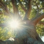 sun shining through branches of a Morton Bay Fig tree