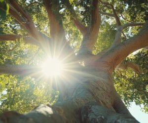 Sunlight shining through a tall tree symbolizes growth and evolving perspective.